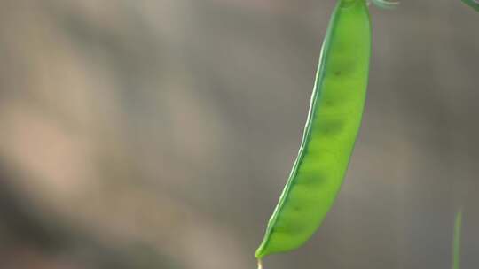 荷兰豆 豌豆 豆荚 豌豆荚 豌豆花视频素材模板下载