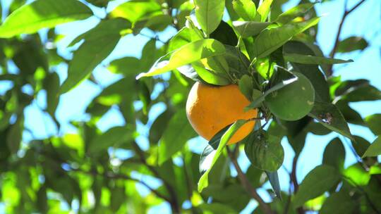 橙子果园广告级画质视频素材模板下载