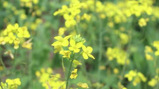 油菜花空镜视频素材模板下载