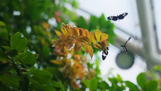 蝴蝶，昆虫，花，叶