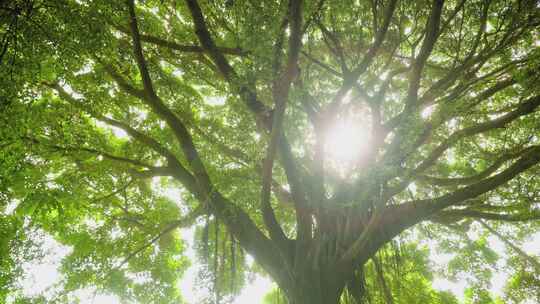 阳光穿过树枝绿叶