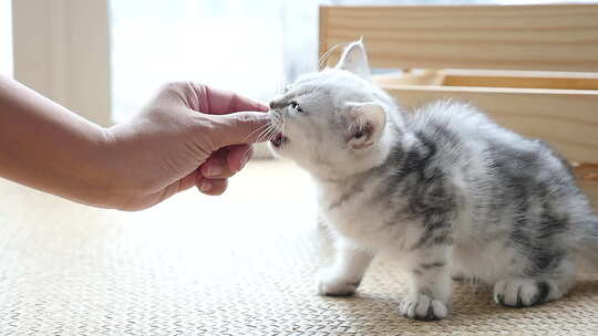 亚洲女人在家用手喂美国短毛猫