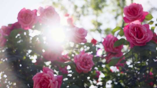 唯美阳光下的月季花玫瑰花