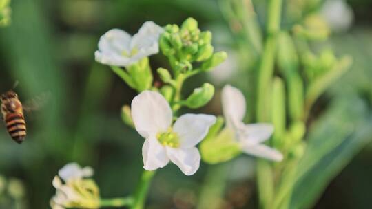 春天蜜蜂油菜花