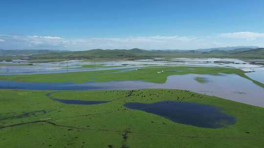 四川阿坝州若尔盖大草原湿地航拍自然风光