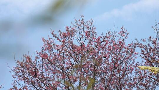 樱花树蓝天升格