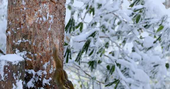 高清实拍冬天雪地小松鼠