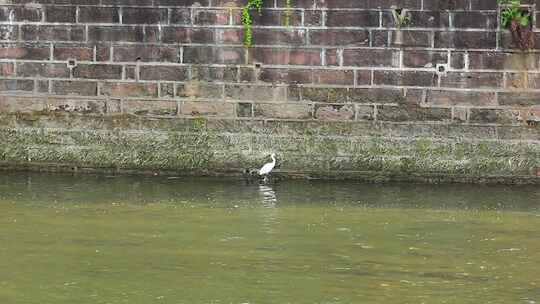 春天在河道沟渠水中觅食的白鹭实拍