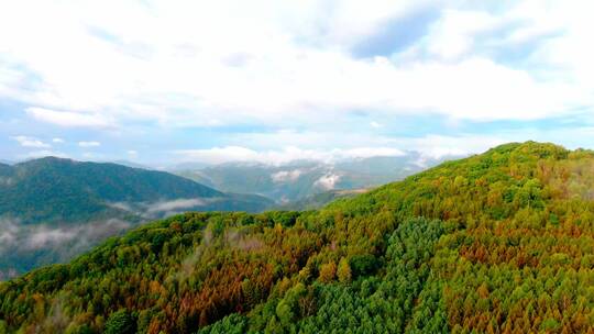 大山树林山中烟雾乡村达芬奇调色