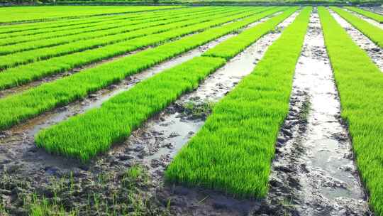 水稻培育秧苗粮食安全绿色稻田生态航拍视频素材模板下载