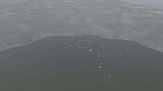 青海青海湖湖面飞鸟航拍视频