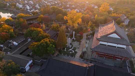 浙江嘉兴梅花洲石佛寺千年银杏航拍