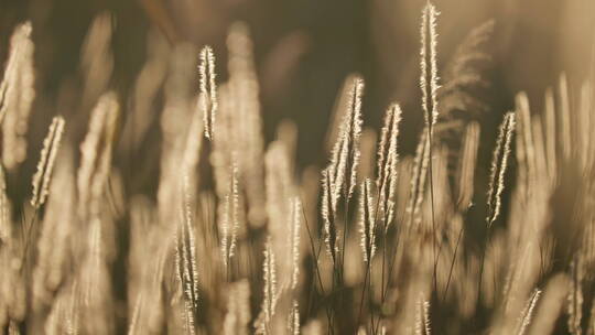 夕阳下唯美的芦苇草合集3视频素材模板下载