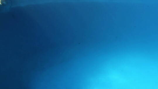 水下的海豚视频素材模板下载