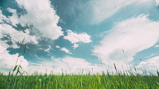 乡村田野景观与年轻的绿色麦芽在春季春季夏季多云