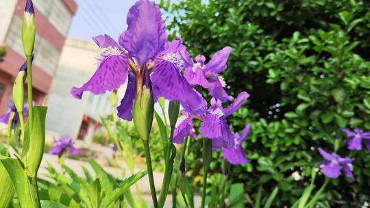 疫情城市农村街道菜园春天绿色植物