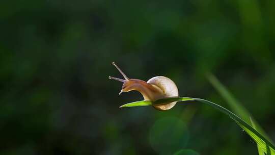 苔藓上的蜗牛爬行