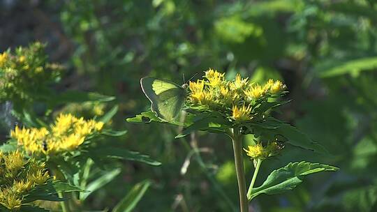 大兴安岭野生植物：费菜视频素材模板下载