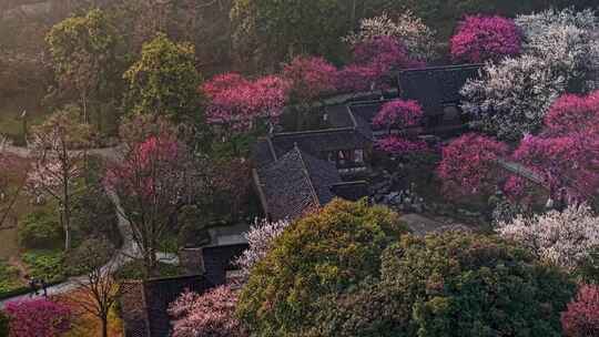 杭州植物园梅花