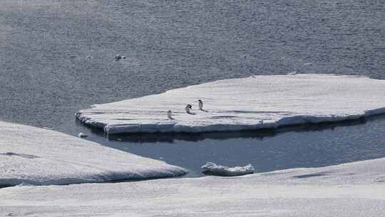 南极洲浮冰上的三只企鹅