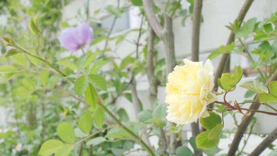 花朵 空镜 春天景色 4K60帧