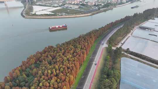 中国广东省佛山市顺德伦教水杉