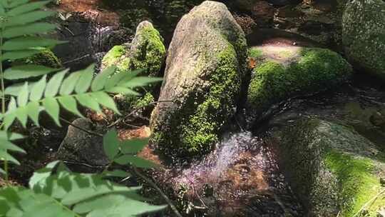 大山里山沟 小溪绿石苔藓 青苔自愈光影森林