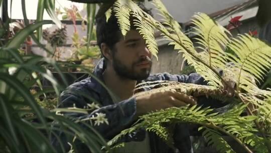 园丁修剪蕨类植物视频素材模板下载