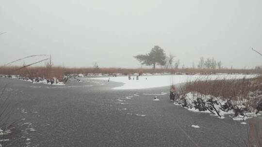 冰冻的湖水覆盖着白雪覆盖的树木