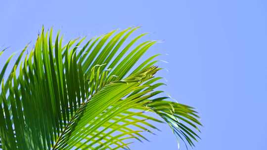 海边夏天阳光下的绿色棕榈树叶