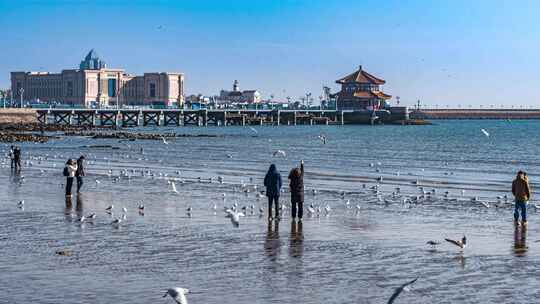 青岛栈桥海鸥