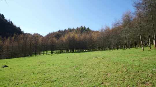 湖北恩施大山顶林区原始森林唯美风景