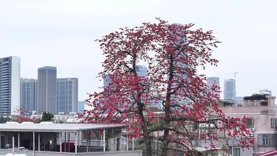 中国广东省广州市海珠区黄埔村木棉花