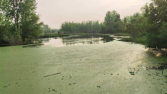 春天景色实拍