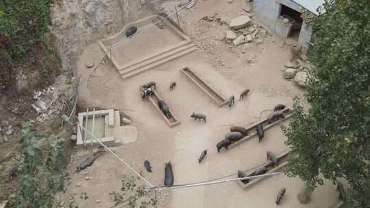 农场小猪活动全景