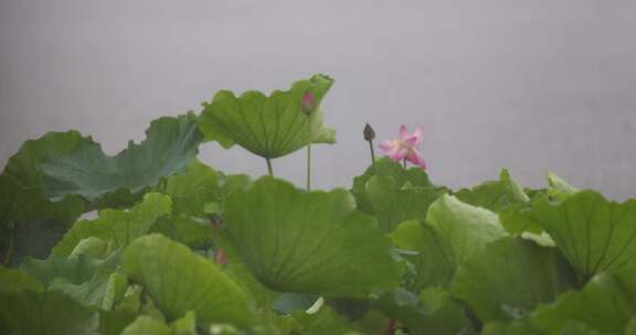 杭州西湖雨中荷花视频