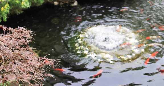 杭州径山寺许愿池锦鲤游泳慢镜头