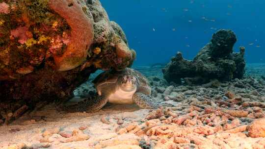 近距离拍摄海底海龟