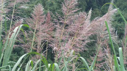 景色山村阳光下的美丽芦苇