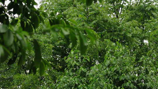 节气谷雨下雨雨滴滴落树叶