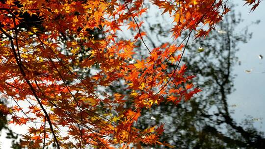亭林公园水边阳光下的枫叶随风摇摆