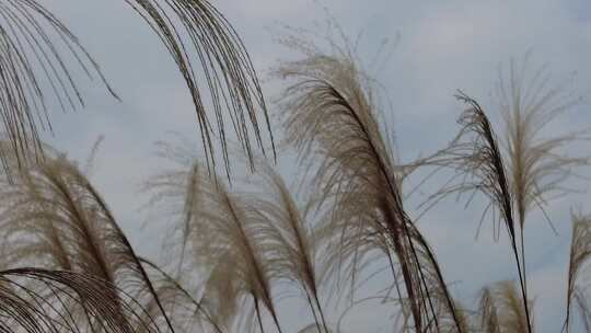 枯萎芦苇植物实拍