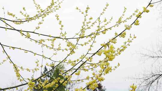 农村山胡椒植物