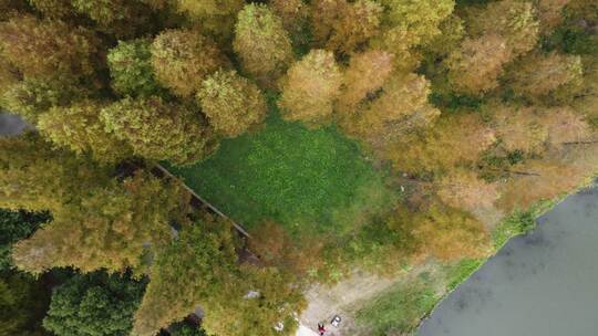 秋天美丽的枫树林视频素材模板下载