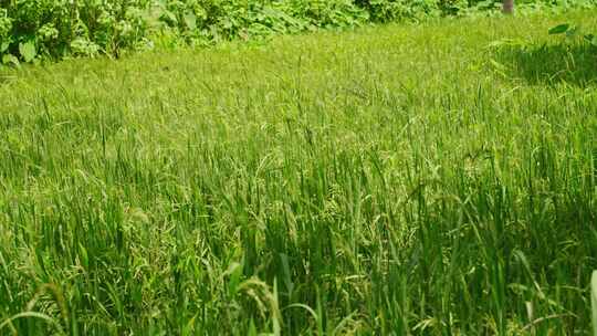 种植园，草，水稻，田地