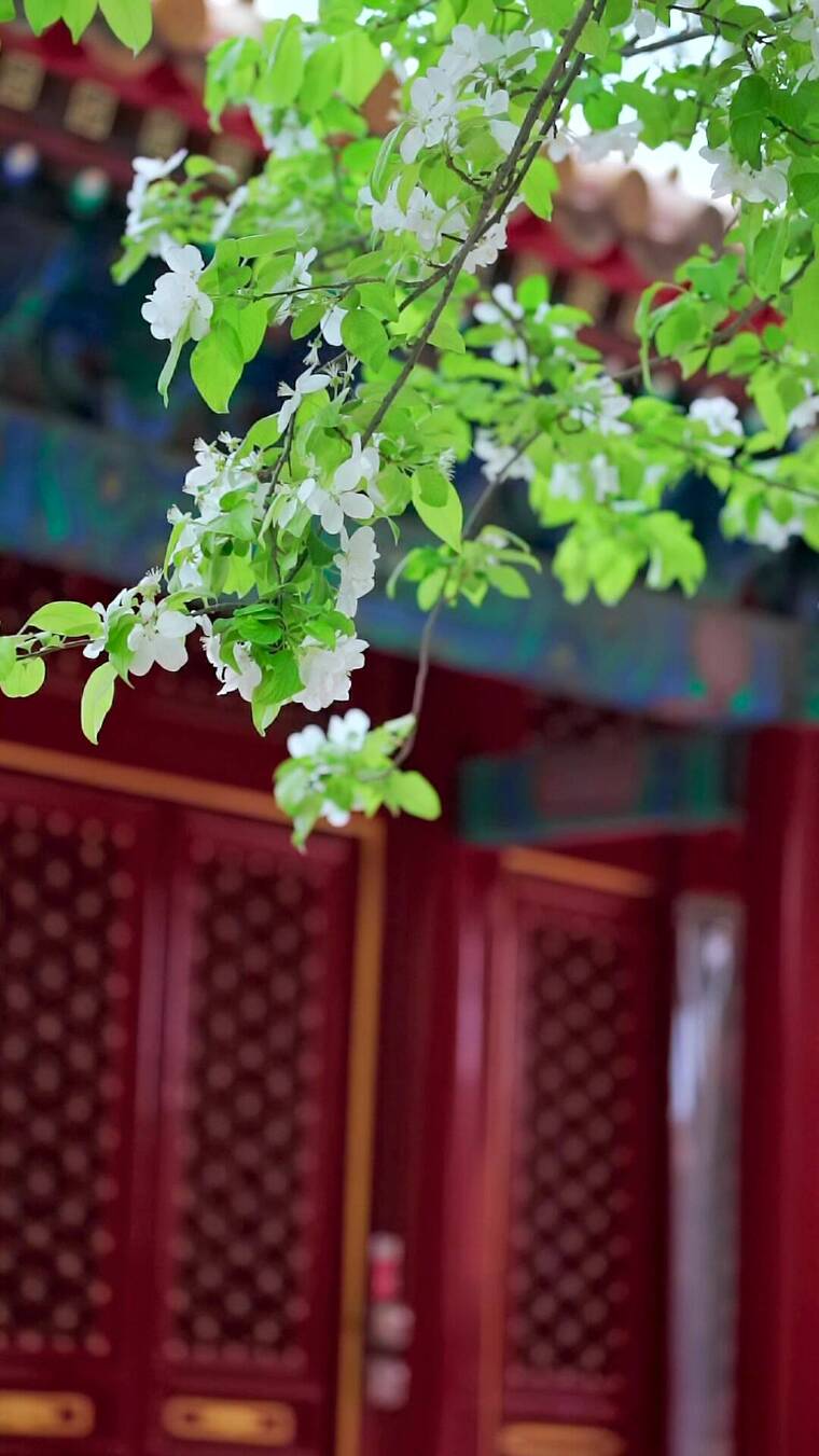 春天中国北京故宫博物院内绽放的海棠花竖屏