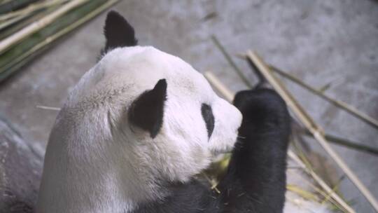 熊猫在吃竹子背影熊猫馆