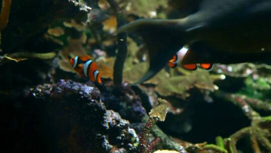 小丑鱼在珊瑚和海藻之间游动