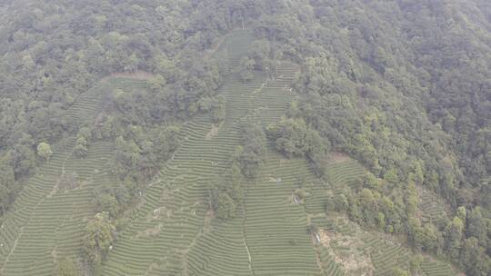 杭州西湖梅家坞茶园茶山视频素材模板下载