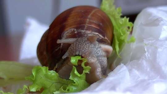 蜗牛在吃菜叶视频素材模板下载